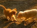 Pup and kitty