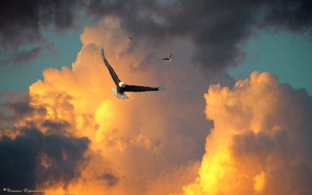 Flying Eagles - clouds, nature, raptor, sun, sky