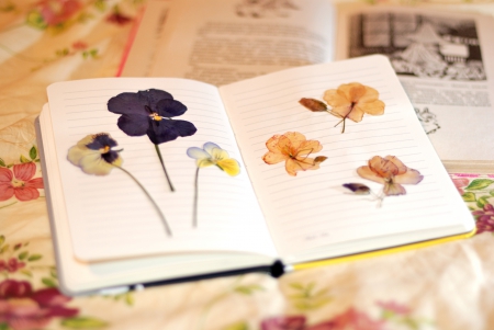 Flower-Book - diary, Flower, Book, preserve