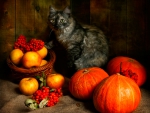 Cat still life