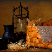 Cat still life