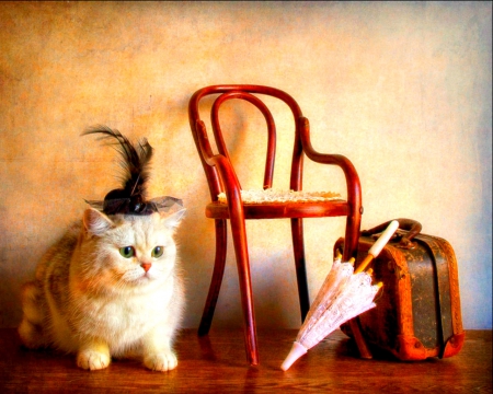 Cat still life - pet, umbrella, cute, bag, cat, animals, chair