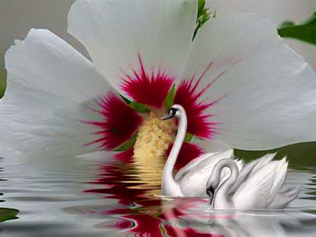 Summer swans - white, swans, red, pair, flower