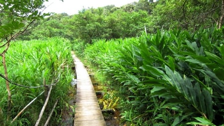 Trail - plants, trail, tree, lakeside, ginger lily