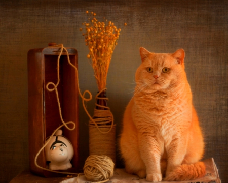 Cat still life - animals, cute, pet, cat, still life