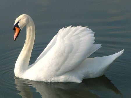 Lake beauty - white, swan, water, swim