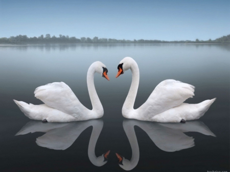 Meeting in the mist - pair, lake, swans, mist