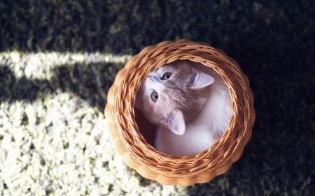 Hannah hiding - ben torode, cat, adorable, kitty, basket, kitten, ginger, white, animal, sweet, cute