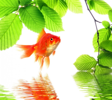 Golden Fish - reflection, golde, water, fish, green