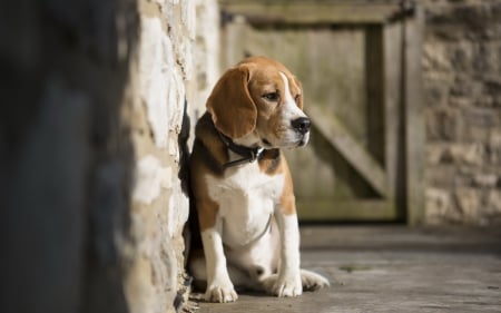 Beagle - pretty, beautiful, dog face, puppies, lovely, playful dog, sweet, playful, dogs, cute, face, puppy, animals