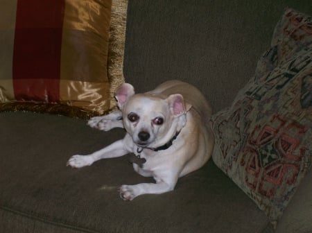 Penni - family, pet, chihuahua, dog