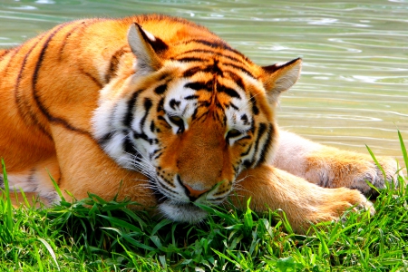 ROYAL REST - river, rest, tiger, grass, siberian