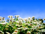 CHAMOMILE FIELD