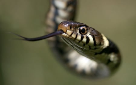 Year of the snake V. - predators, photography, HD, snakes, nature, macro, cute, reptiles, animals, wildlife, wild, wallpaper