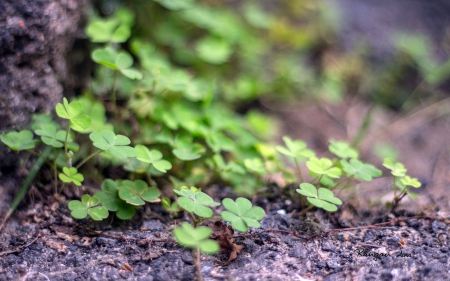 ..Herbs.. - photography, herbs, HD, grass, shamrock, nature, green, macro, wallpaper