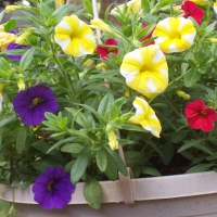 Million Bells for Mother's Day II
