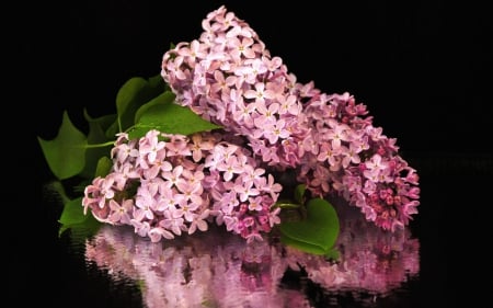 lilacs reflection - flowers, still life, reflection, lilacs