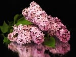 lilacs reflection