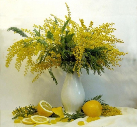 yellow - flowers, yellow, mimosis, still life, lemons