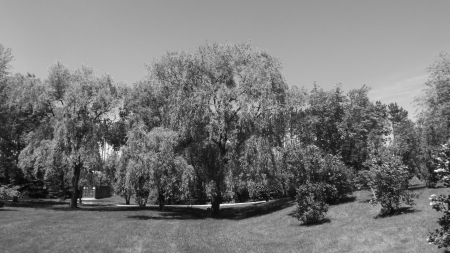 willow in black and white - black, grey, white, willow, tree