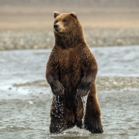 Curious Young Bear