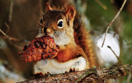 Cute Little Squirrel - little, cute, squirrel, cone