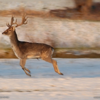 Deer Czech Republic