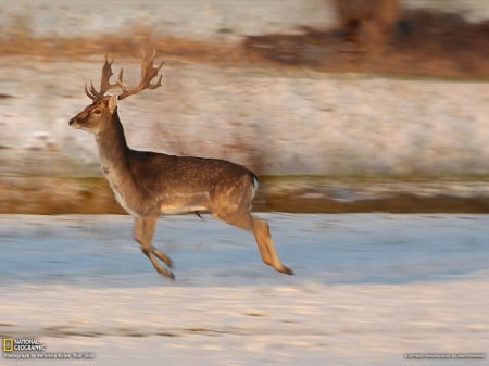 Deer Czech Republic - republic, running, deer, czech