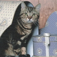 Tabby cat sitting a heart shape box