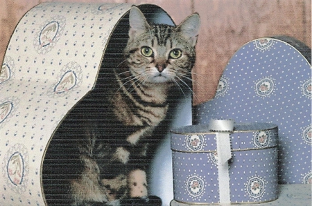 Tabby cat sitting a heart shape box - heart shape, tabby, cute, box, paws, cay