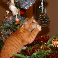 Christmas cat