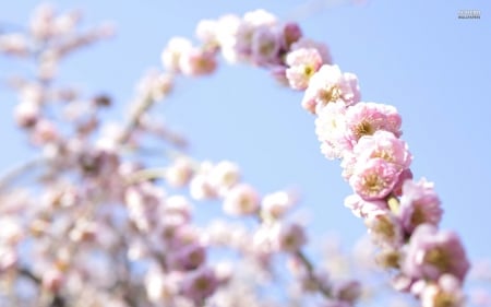 ~Cherry Blossoms~ - nature, sky, pretty, pink, petals, tree, flowers, cherry blossoms