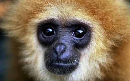 Monkey Face 2 - wide screen, wildlife, photography, animal, monkey, photo