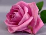 A Very Pretty Pink Rose