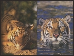 Help the Tigers - www.wwf.at