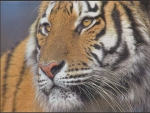 Help the Tiger - www.wwf.at