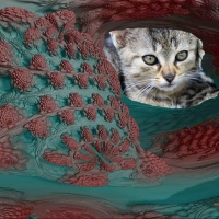 Spelunking Kitty
