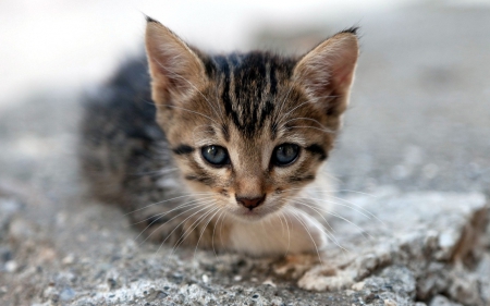 little brown tiger - brown tiger, cats, animals, little