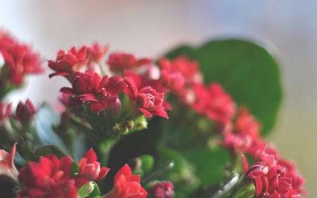 PIN POINT RED FLOWERS - soft, flowering, summer, lovely, spring, bushes, nature, gorgeous, red, beautiful, leaves, flowers, small