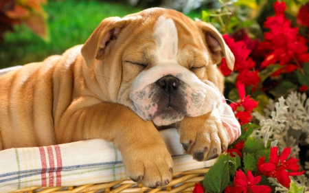 SLEEPING AWAY THE DAY - sleeping, puppy, baskets, pets, christmas, pugs, dogs, small dogs, puppies