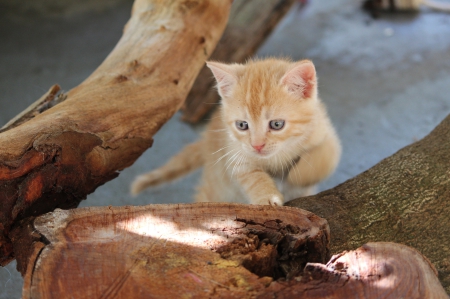 Cat - sleepy, cute, beautiful, cat, sleeping, kitty, cats, hat, cat face, paws, face, animals, pretty, beauty, sweet, kitten, lovely