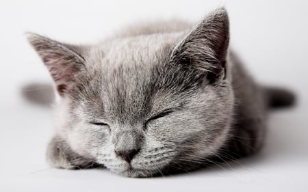 Cat - sleepy, cute, beautiful, cat, sleeping, kitty, cats, hat, cat face, paws, face, animals, pretty, beauty, sweet, kitten, lovely