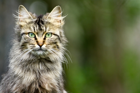 Cat - sleepy, cute, beautiful, cat, sleeping, kitty, cats, hat, cat face, paws, face, animals, pretty, beauty, sweet, kitten, lovely