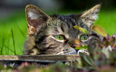 Cat - sleepy, cute, beautiful, cat, sleeping, kitty, cats, hat, cat face, paws, face, animals, pretty, beauty, sweet, kitten, lovely