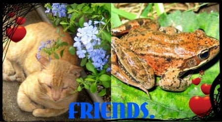 FOR DEAR JOYCE. ''APOPKAFLOWERCHILD'' - frog, collage, cat, friends