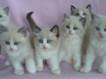 Cute Ragdoll Kittens