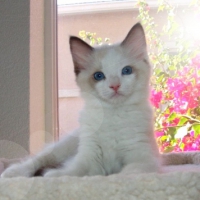 cute ragdoll kitty on the window sill