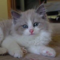 Cute Ragdoll Kitty