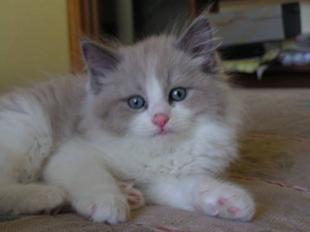 Cute Ragdoll Kitty - cat, kitty, animals, cute