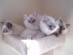 Cute Ragdoll kittens on a play tree